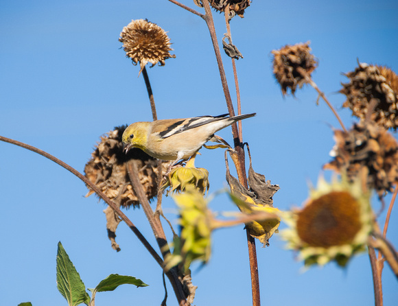 Bird in Sunflowers