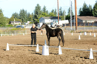 1. Sport Horse In Hand, Mares, 4 & Under