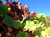 Grape Leaves Turning in Fall