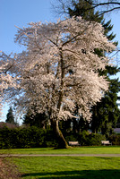 Cherry Blossom Patriarch