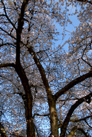 Cherry Blossoms Main Arteries